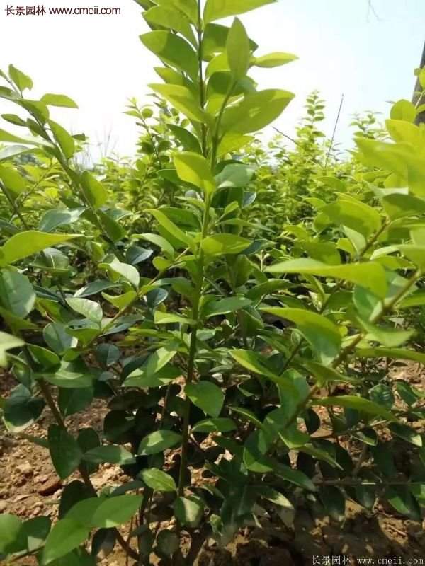 沭陽(yáng)金葉女貞苗 沭陽(yáng)金葉女貞苗