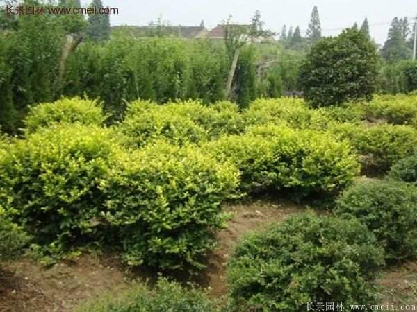 沭陽金葉女貞價格 沭陽金葉女貞價格