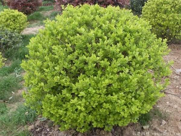 沭陽金葉女貞價格 沭陽金葉女貞價格