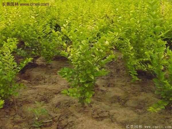 金葉女貞市場行情 金葉女貞市場行情