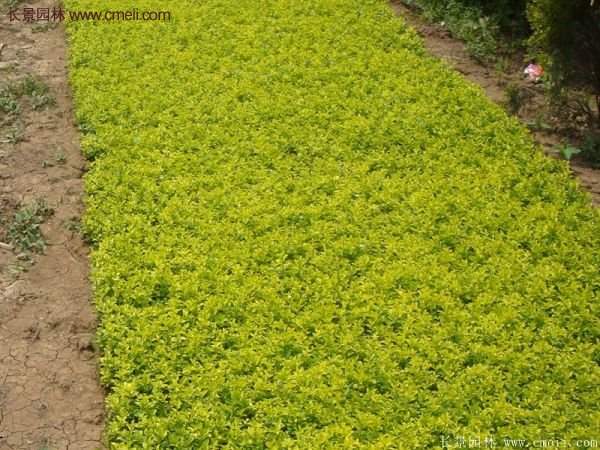 沭陽金葉女貞基地 沭陽金葉女貞基地