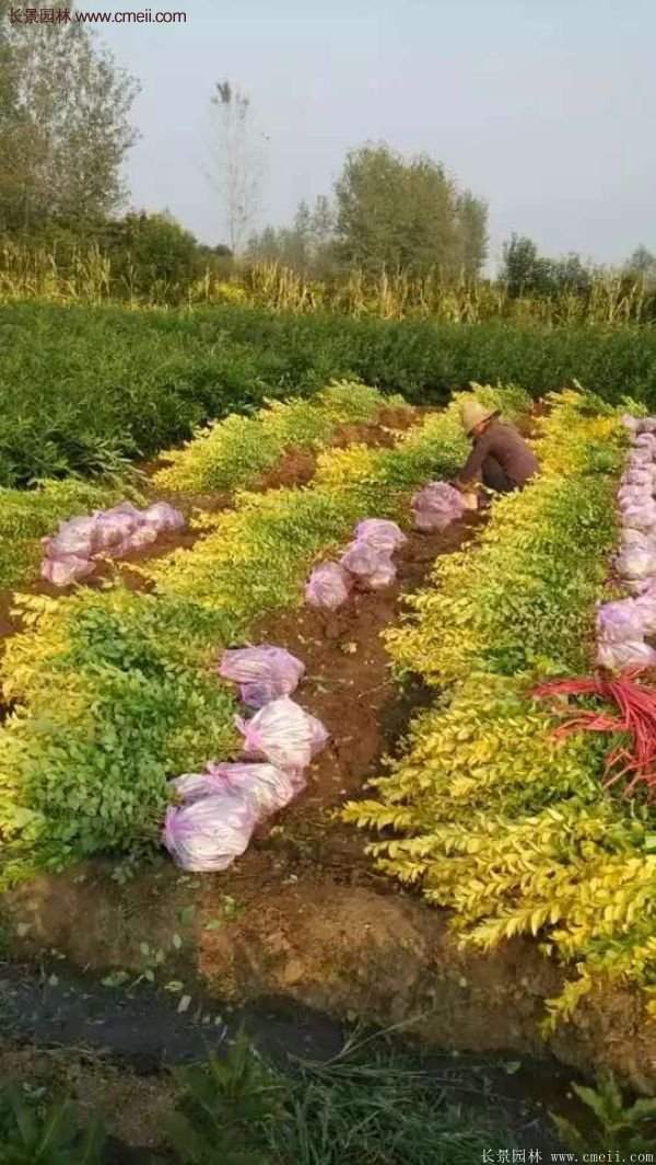 沭陽(yáng)的金葉女貞基地 沭陽(yáng)的金葉女貞基地