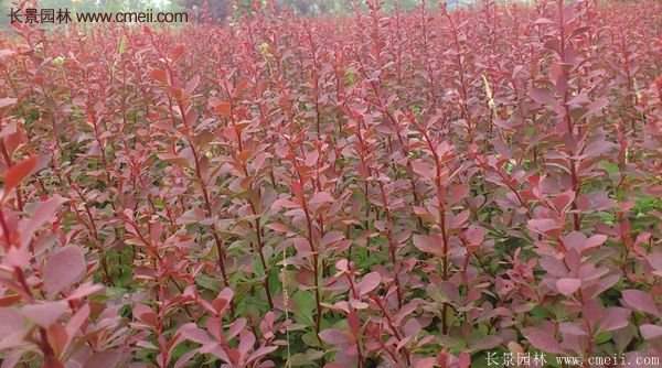 沭陽紅葉小檗苗 沭陽紅葉小檗苗