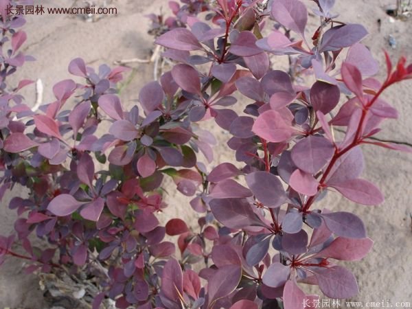 紅葉小檗基地 紅葉小檗基地