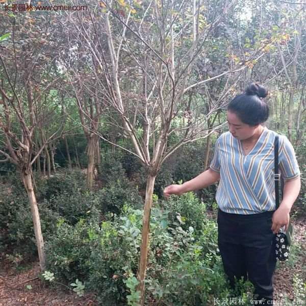 紫薇樹多少錢一棵？