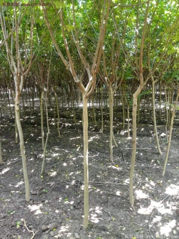 紫薇樹多少錢一棵？