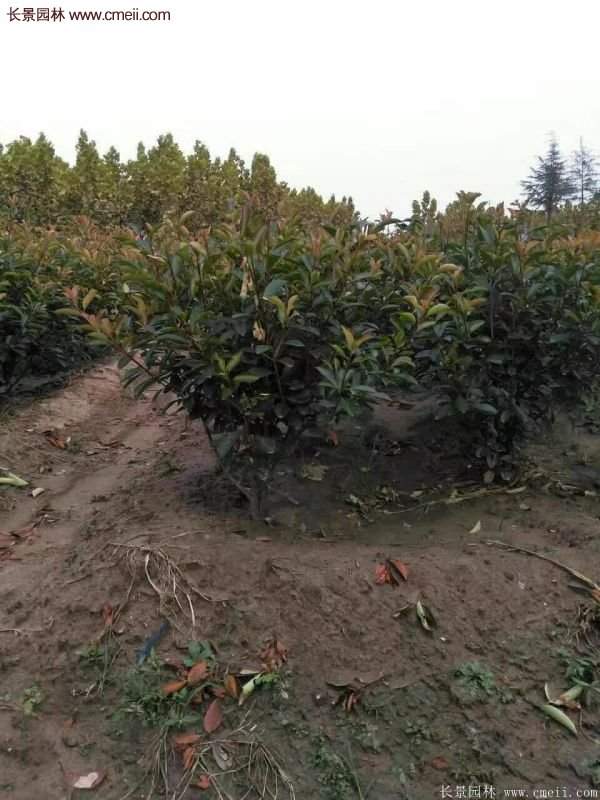 沭陽基地紅葉石楠各種規格的價格表