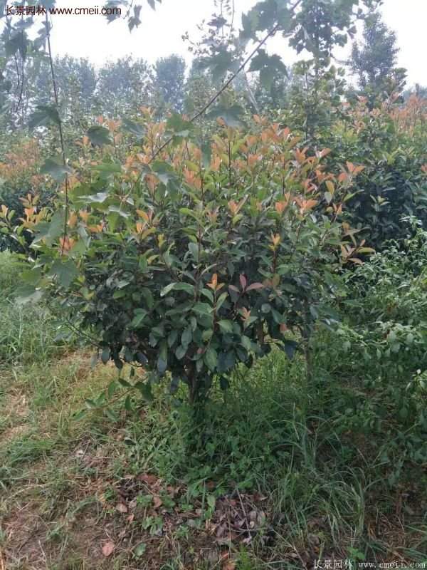 沭陽基地紅葉石楠各種規格的價格表