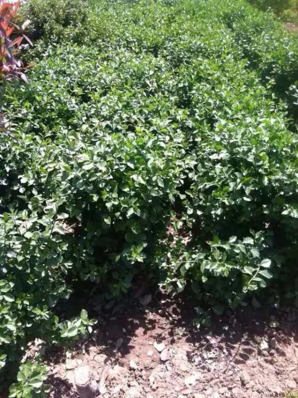 膠東衛矛球-長景園林