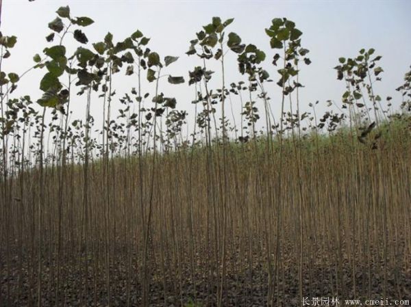 全紅楊基地全紅楊苗木圖片 全紅楊基地全紅楊苗木圖片