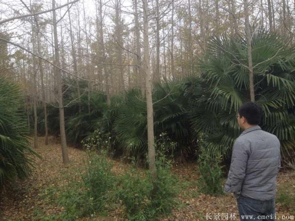 棕櫚圖片棕櫚樹基地實拍