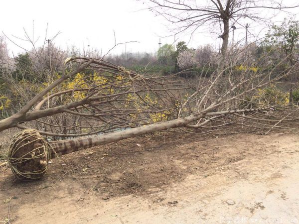 茍樹圖片茍樹基地實(shí)拍