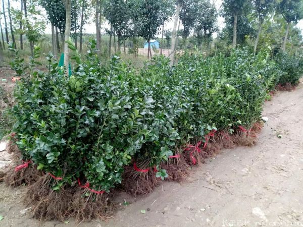 冬青小苗圖片基地實拍 冬青小苗圖片基地實拍