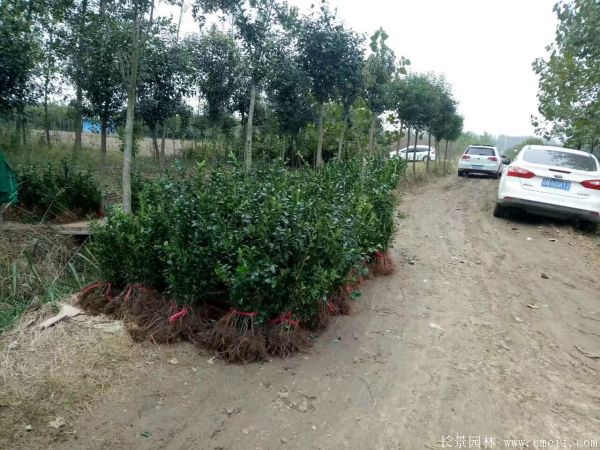 冬青小苗圖片基地實拍 冬青小苗圖片基地實拍