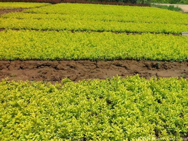 金葉女貞圖片基地實拍