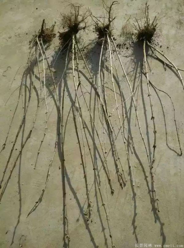 丁香圖片基地實(shí)拍 丁香圖片基地實(shí)拍