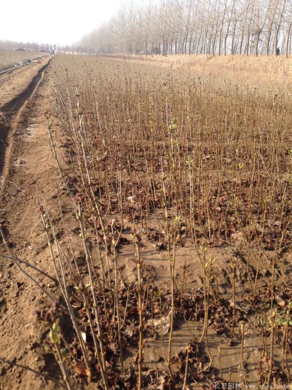 丁香圖片基地實(shí)拍 丁香圖片基地實(shí)拍