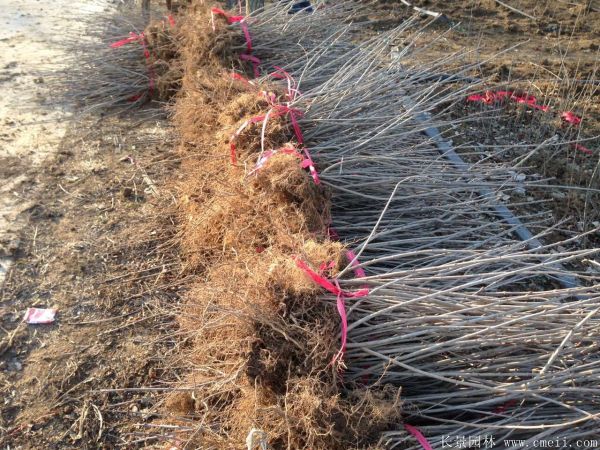 丁香圖片基地實(shí)拍 丁香圖片基地實(shí)拍