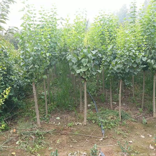 丁香圖片基地實(shí)拍 丁香圖片基地實(shí)拍