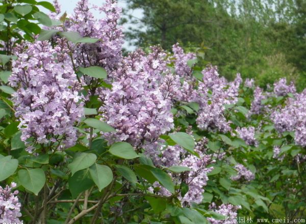 丁香圖片基地實(shí)拍 丁香圖片基地實(shí)拍