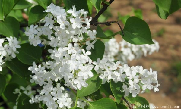 丁香圖片基地實(shí)拍 丁香圖片基地實(shí)拍