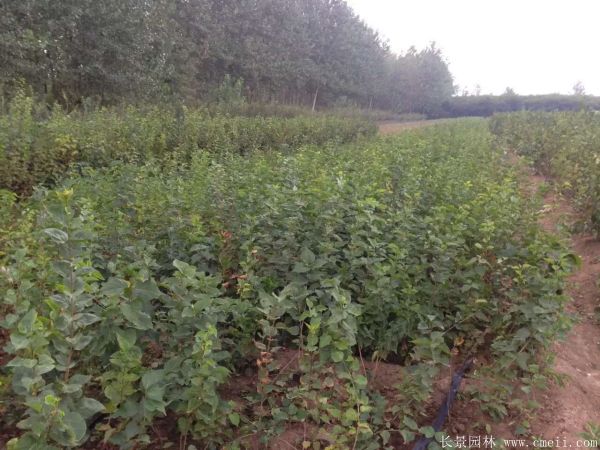 丁香圖片基地實(shí)拍 丁香圖片基地實(shí)拍