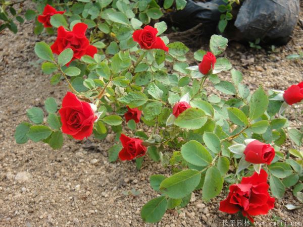 雜種香水月季圖片 雜種香水月季圖片