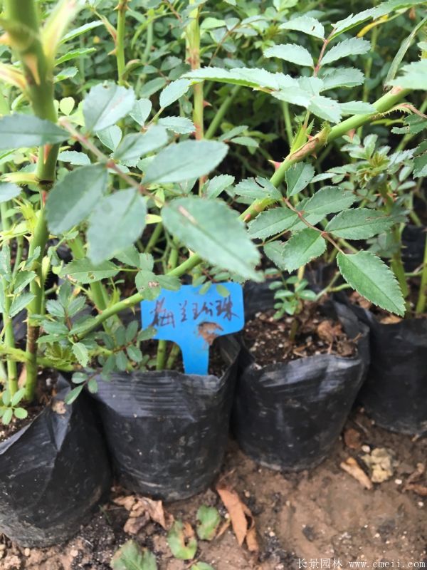 微型月季圖片基地實拍 微型月季圖片基地實拍