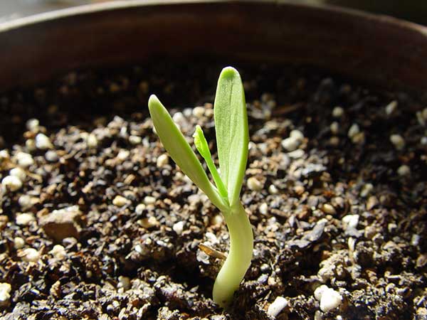 合歡種子發(fā)芽率圖片