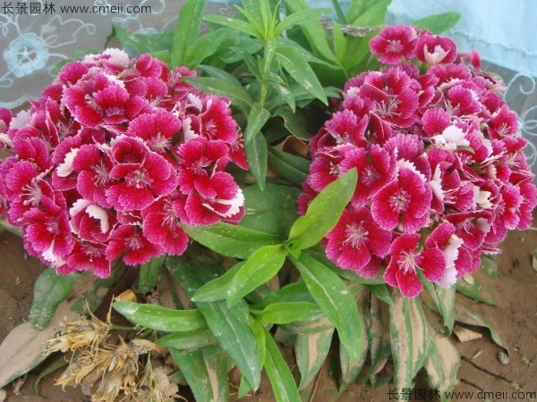 常夏石竹 常夏石竹