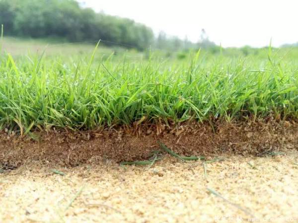 馬尼拉草坪種子發芽出苗圖片