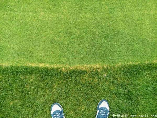 馬尼拉草坪種子發芽出苗圖片