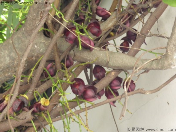 油麻藤開(kāi)花樹葉樹藤圖片