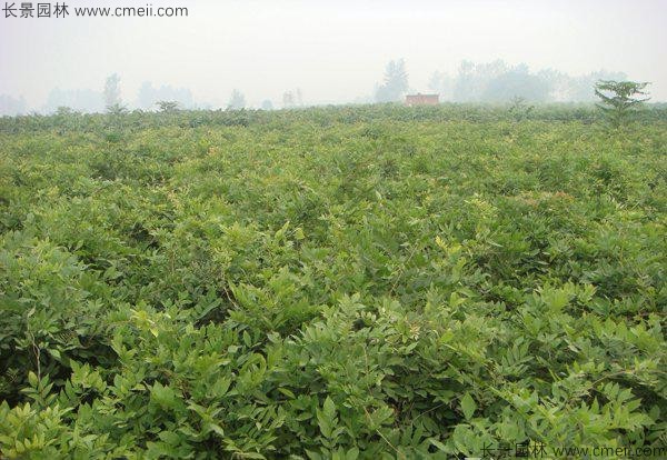 紫藤種子發芽出苗圖片