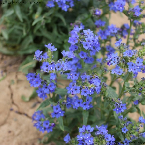 南非牛舌草種子發(fā)芽出苗開(kāi)花圖片