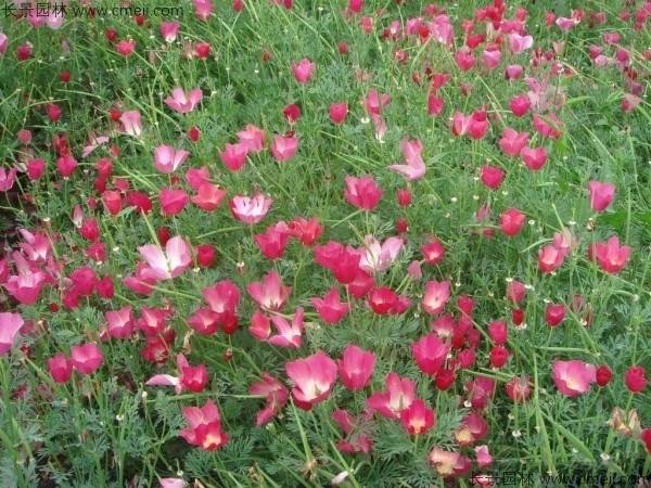 花菱草種子發芽出苗開花圖片