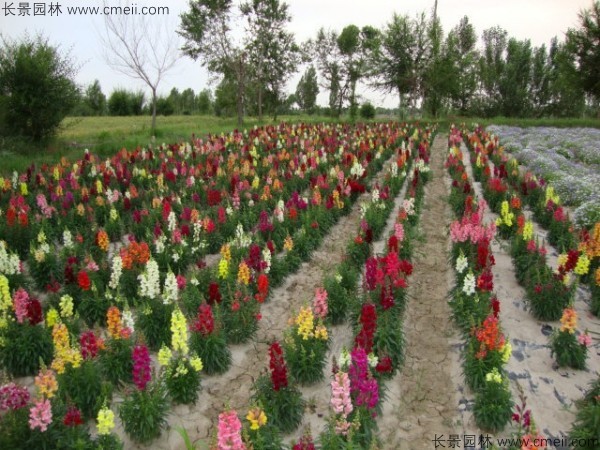 金魚草的花期有多長時(shí)間 金魚草的花期有多長時(shí)間