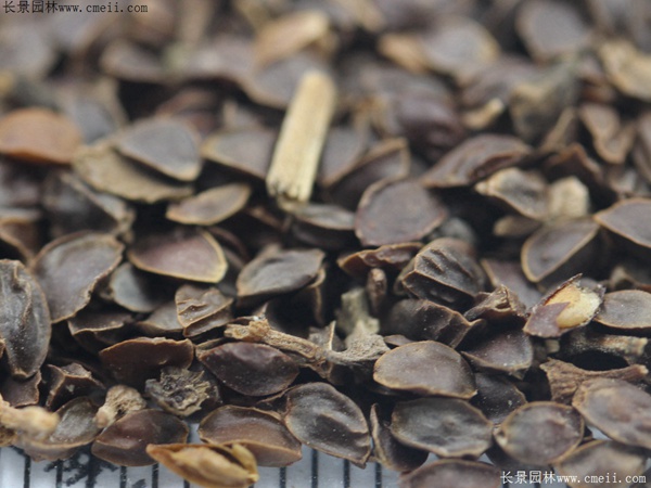 假龍頭種子發芽出苗開花圖片