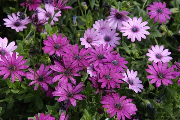 非洲萬(wàn)壽菊 非洲萬(wàn)壽菊