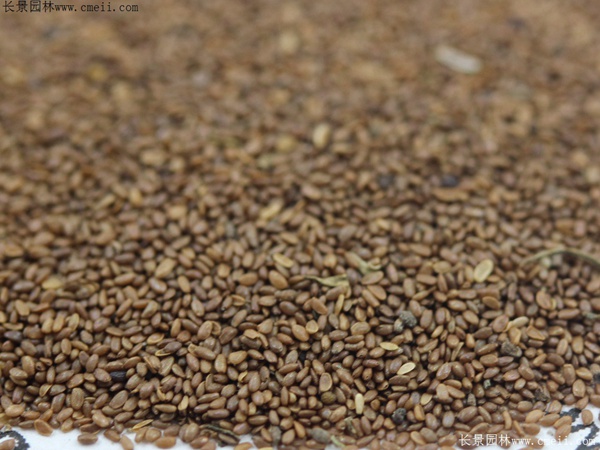 風(fēng)鈴花種子圖片