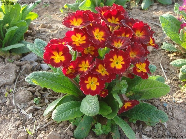 報(bào)春花 報(bào)春花