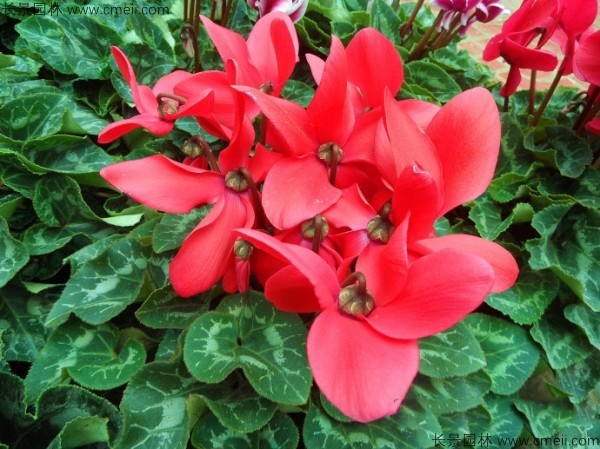 仙客來(lái)種子發(fā)芽出苗開花圖片