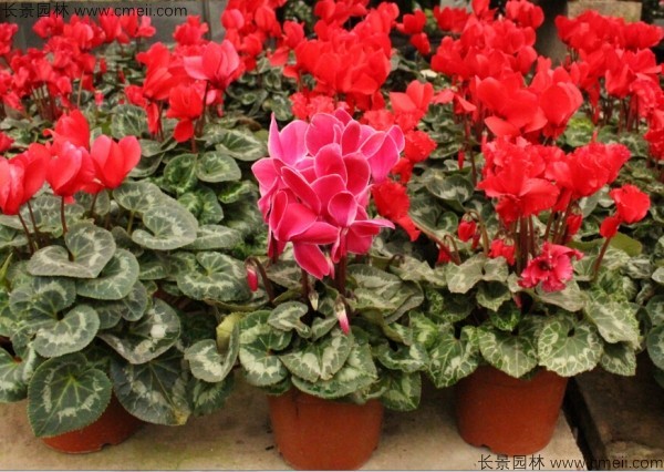 仙客來(lái)種子發(fā)芽出苗開花圖片