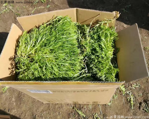 佛甲草發快遞裝箱包裝圖片 佛甲草發快遞裝箱包裝圖片