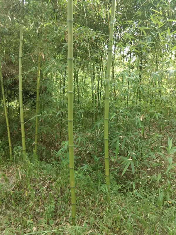 毛竹 毛竹