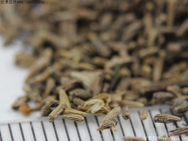 白晶菊種子 白晶菊種子