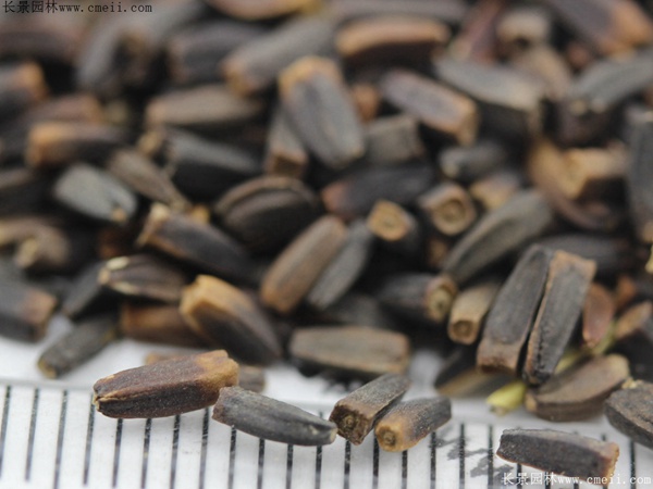 堆心菊種子 堆心菊種子