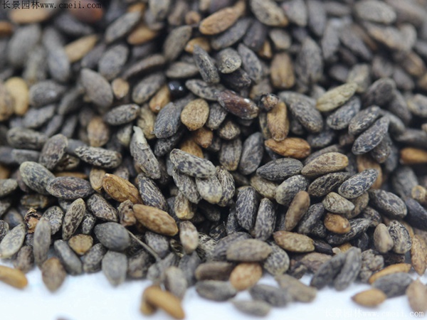 紅色鼠尾草種子 紅色鼠尾草種子