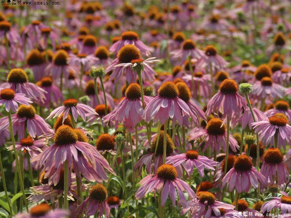 紫松果菊 紫松果菊