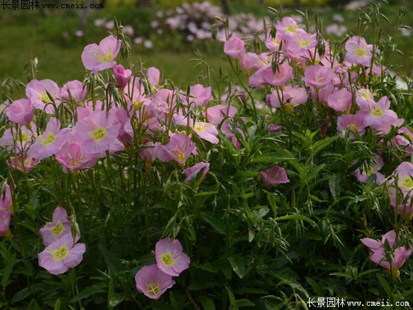 月見(jiàn)草 月見(jiàn)草